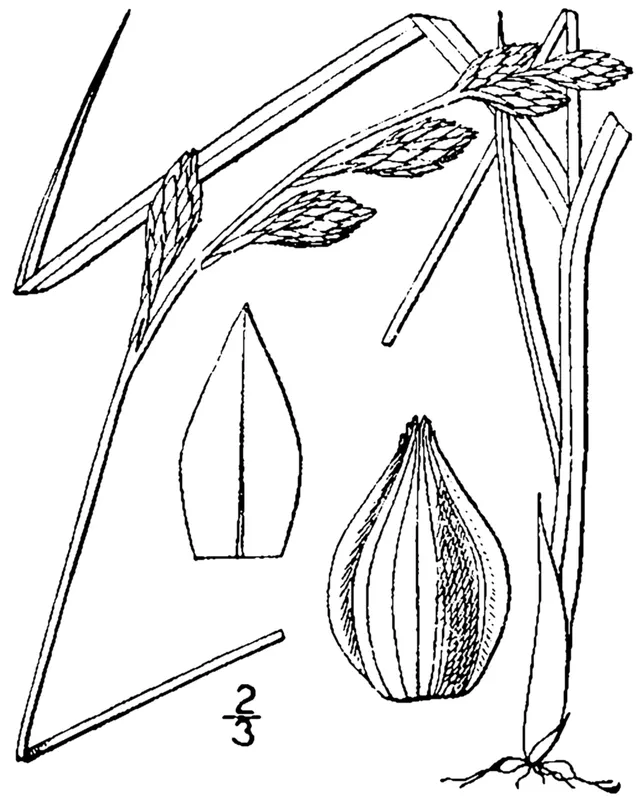Carex silicea