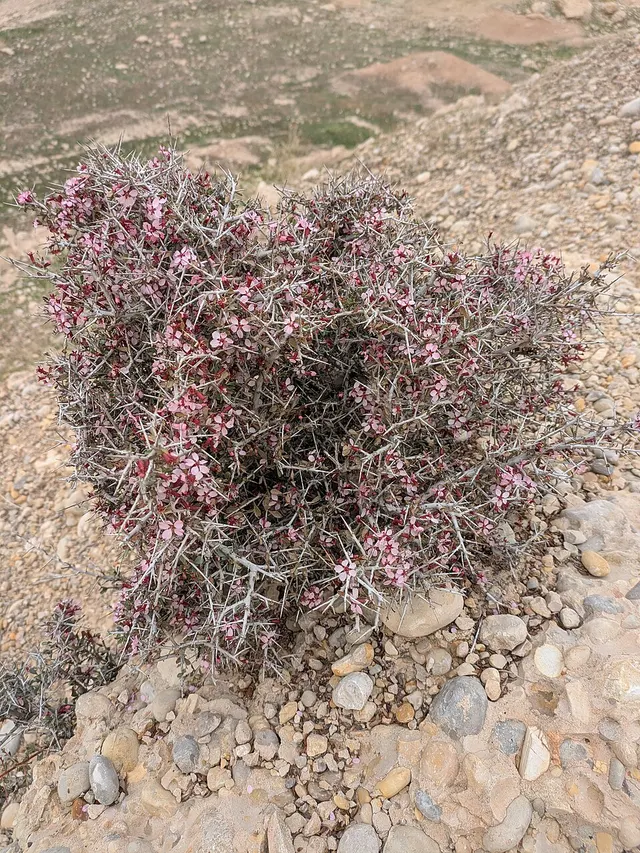 Prunus eburnea