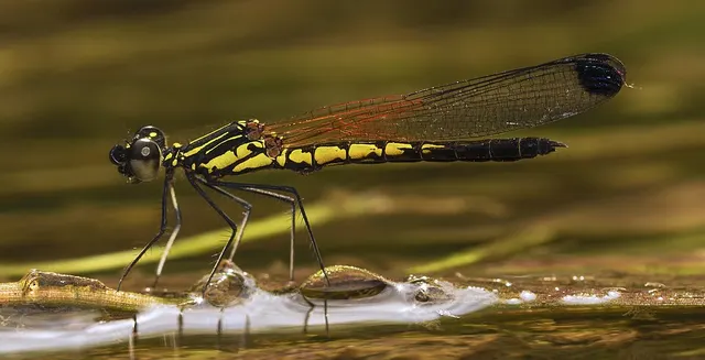 Libellago indica