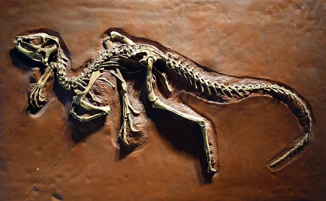 Heterodontosauridae