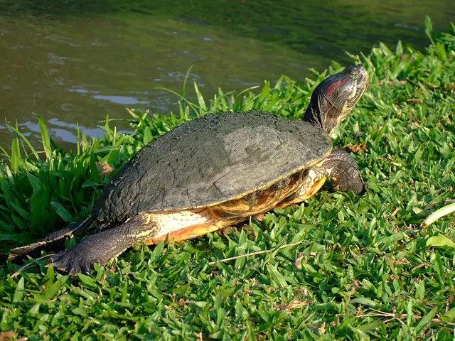 Pond slider