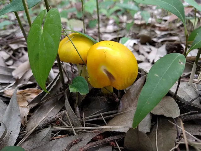 Amanita kitamagotake