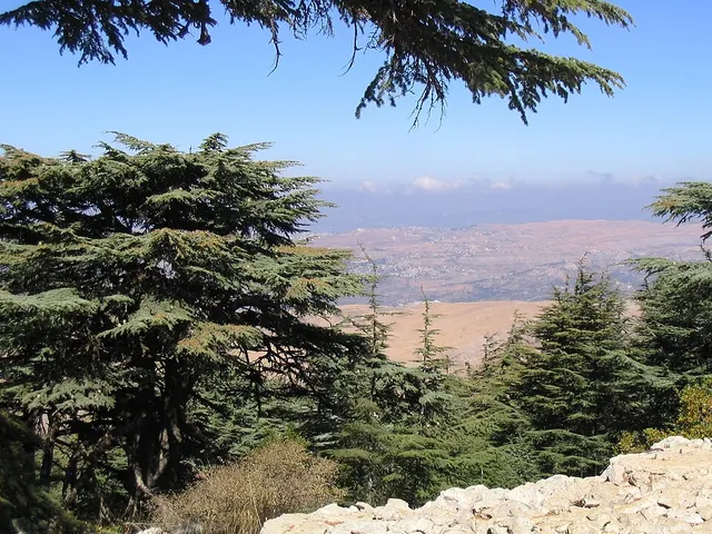 Cedrus