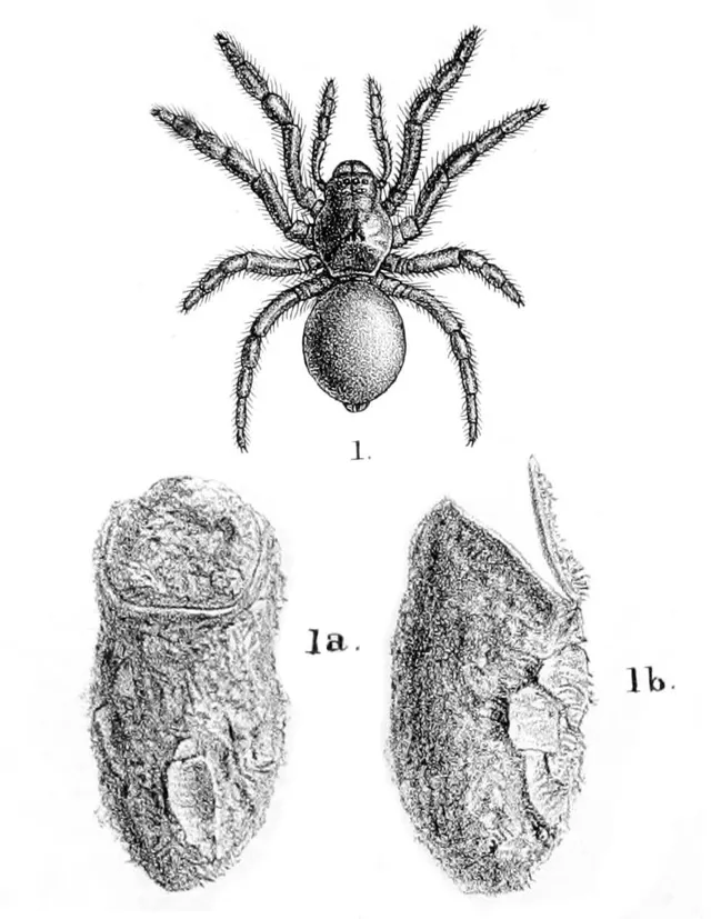 Migidae