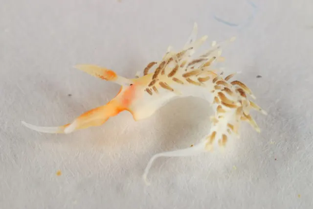 Phidiana lascrucensis