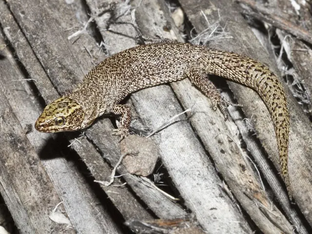 Desert night lizard