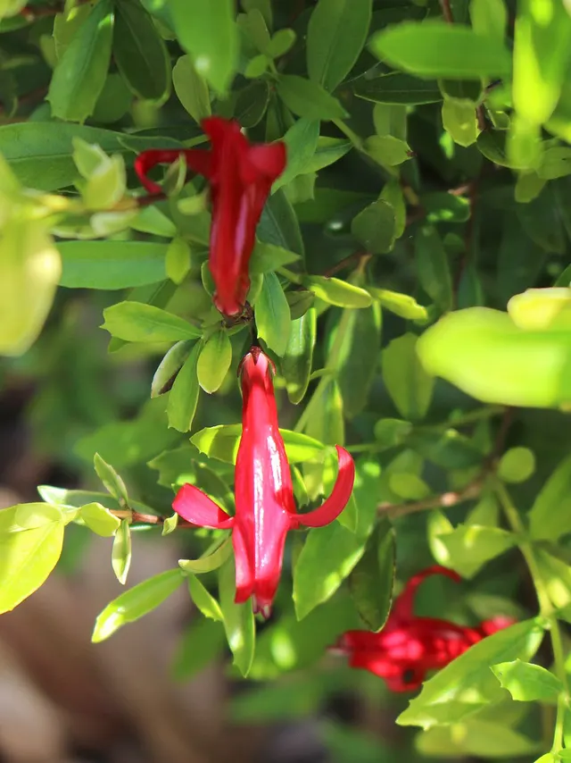 Graptophyllum excelsum