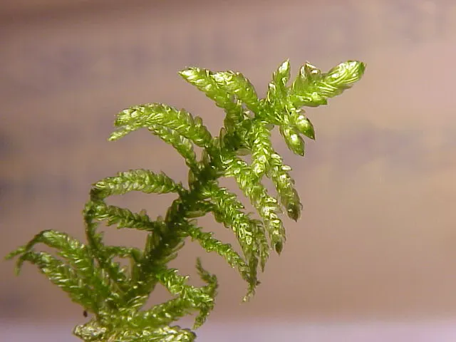 Pseudoscleropodium