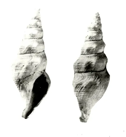 Leucosyrinx fijiensis