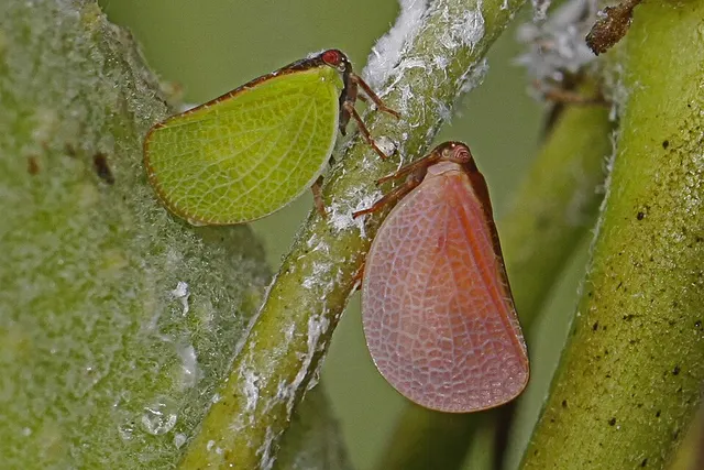 Acanaloniidae