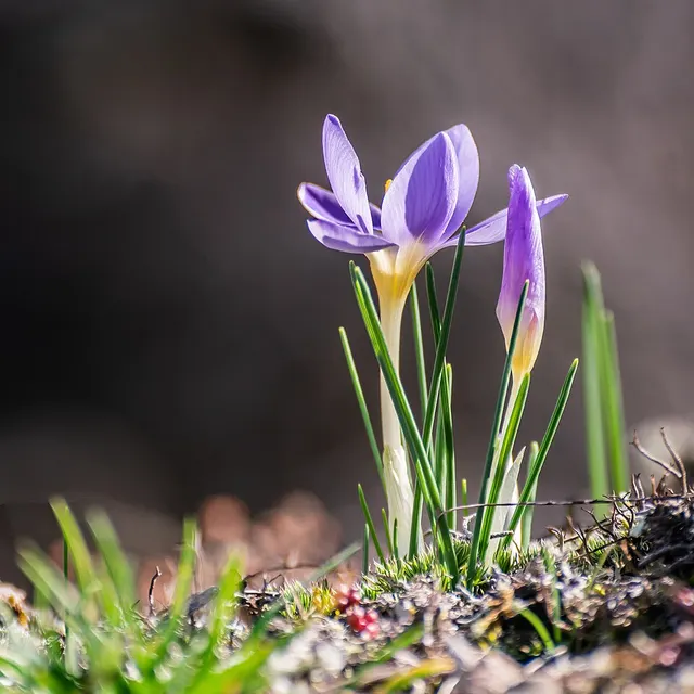 Crocus carpetanus