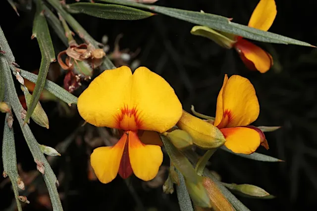 Jacksonia horrida