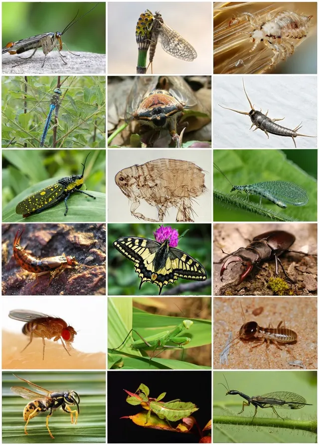 Entomologie