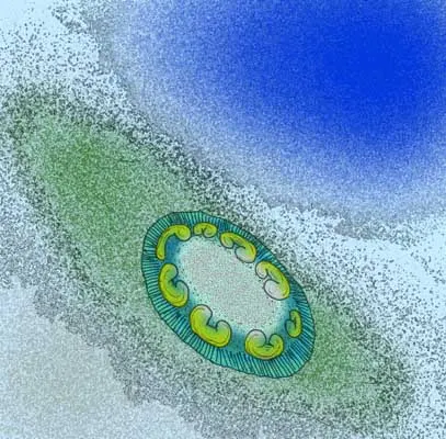 Armillifera