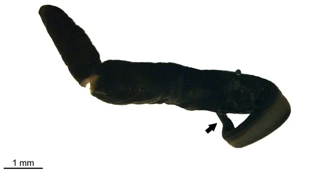 Difroehlichia