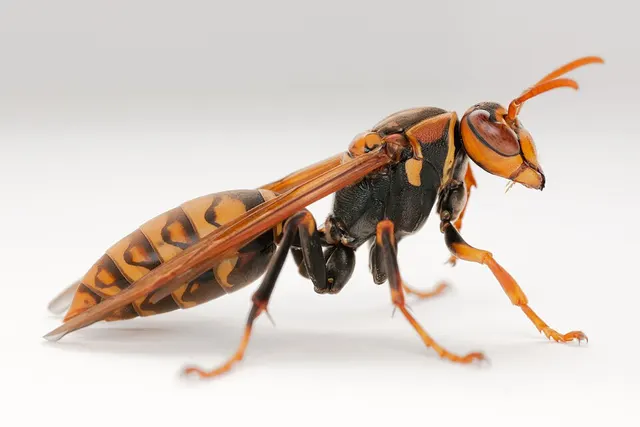 Polistes jokahamae