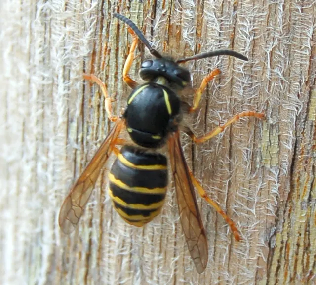 Dolichovespula norvegicoides