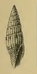 Vexillum diaconale