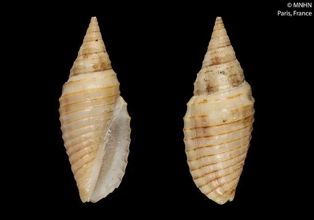 Subcancilla haneti