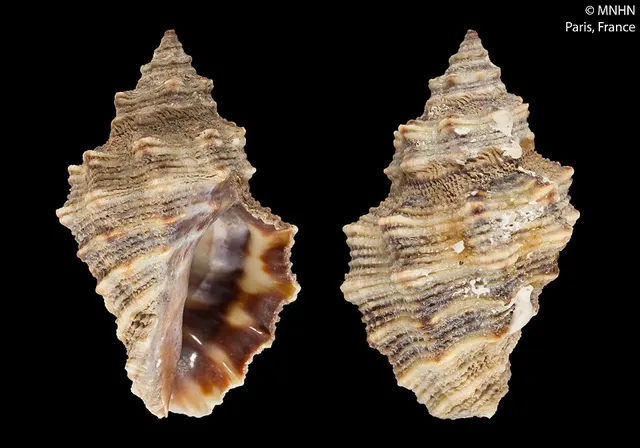 Semiricinula muricina