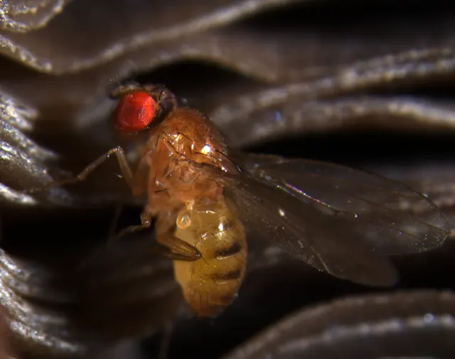 Drosophila testacea