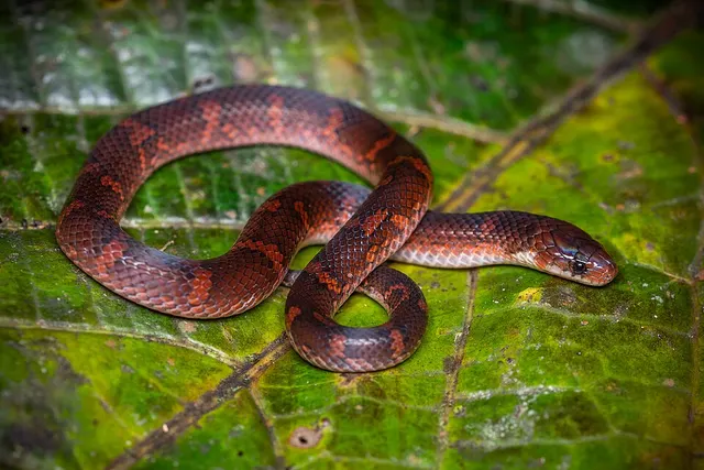 Atractus flammigerus