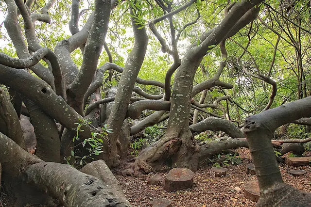Van Riebeeck's Hedge