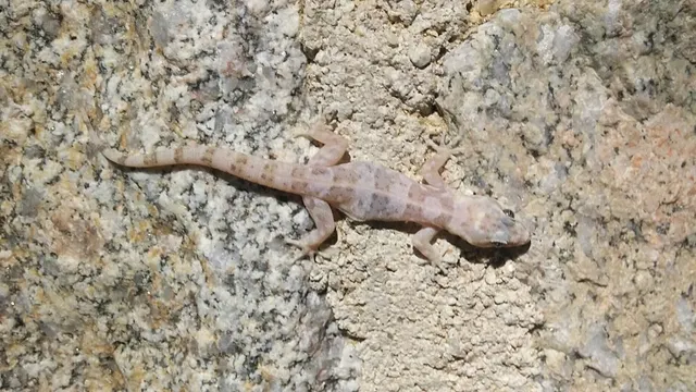 San Lucan gecko