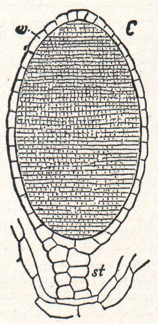 Antheridium