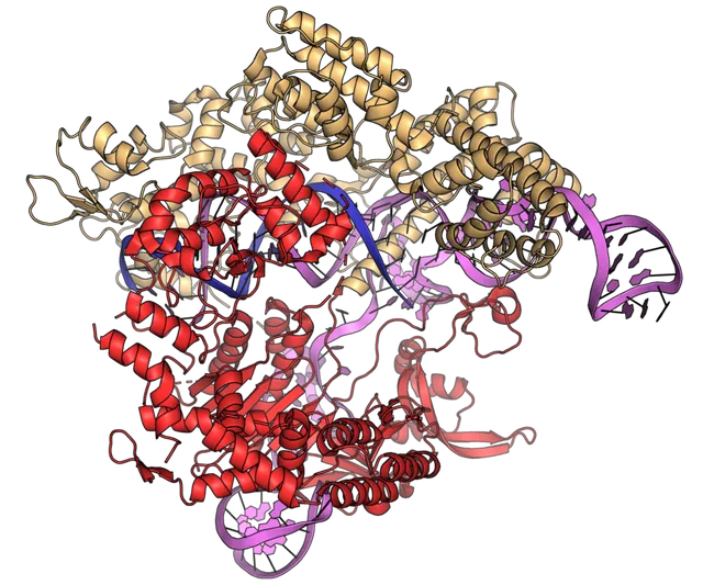 CRISPR gene editing
