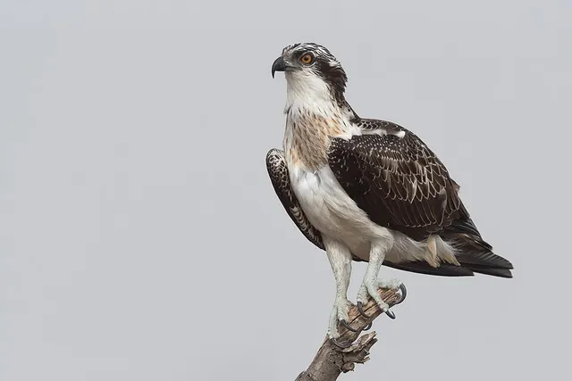 List of Accipitriformes species