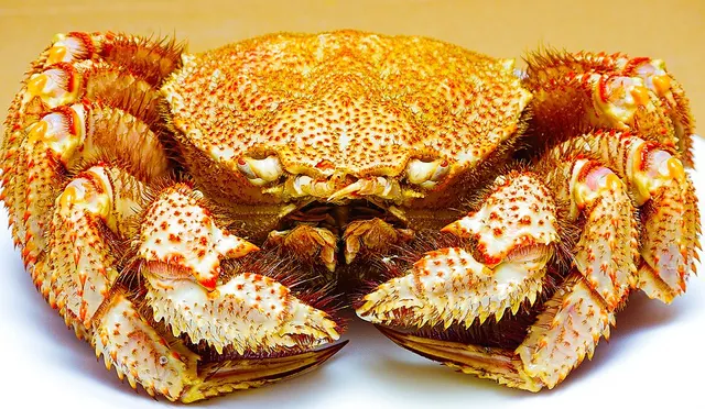 Horsehair crab