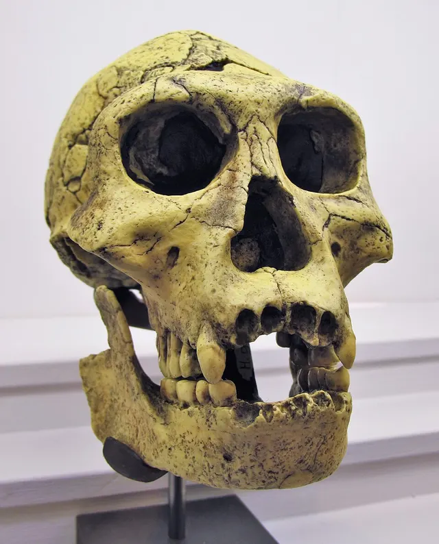Dmanisi hominins