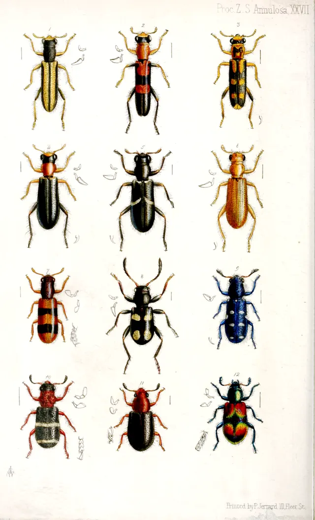 Cleridae