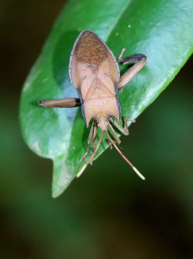 Canungrantmictis
