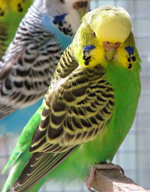 Pigment biologique