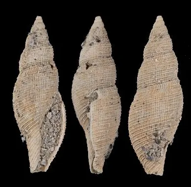 Daphnella gascognensis