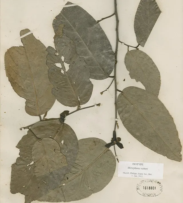 Mitrephora weberi