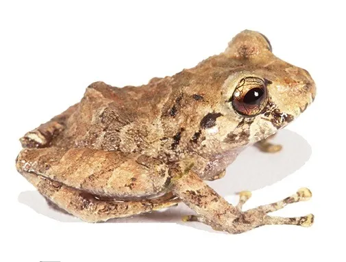 Pristimantis mallii