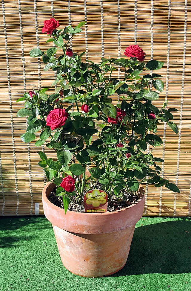 Flowerpot