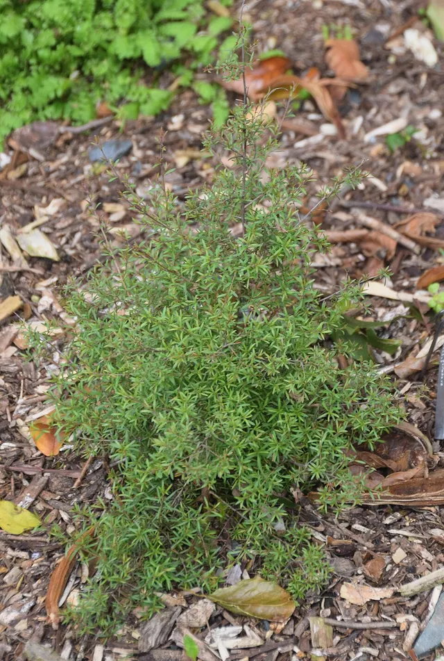 Kunzea salterae