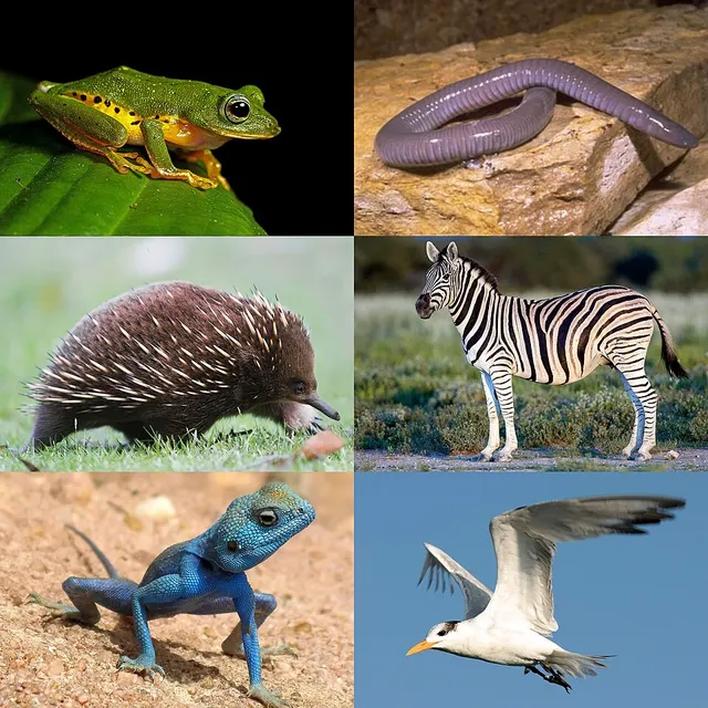 Tétrapodes