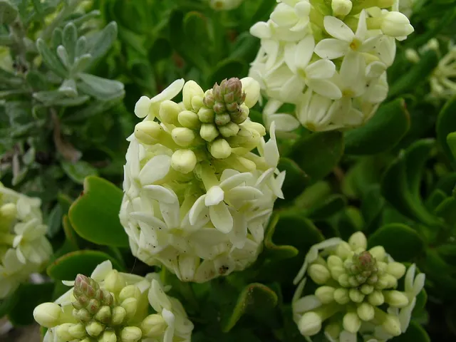 Stackhousia spathulata