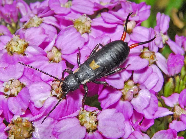 Anechurinae