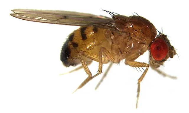 Drosophila phalerata