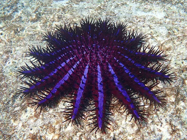 Acanthaster planci