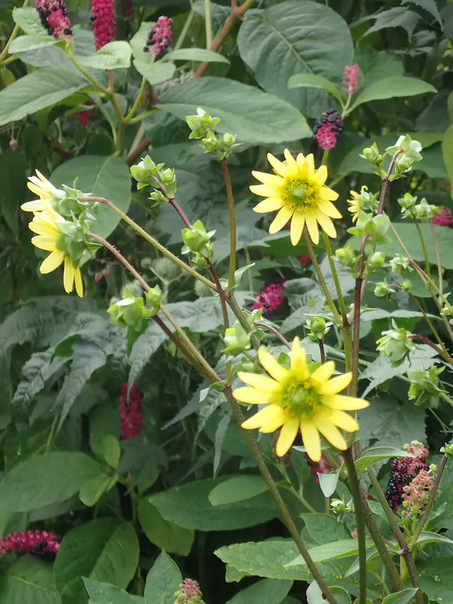 Silphium wasiotense