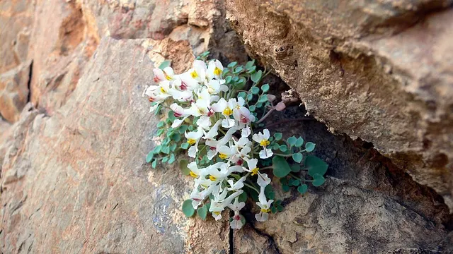 Sarcocapnos enneaphylla