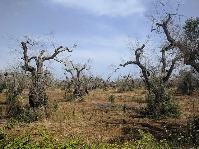 Olive quick decline syndrome