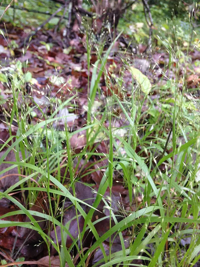 Panicum flexile